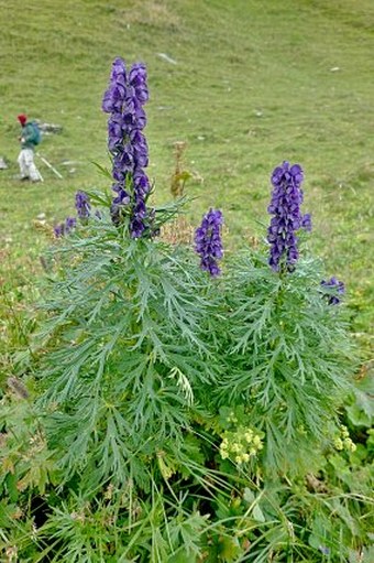 Aconitum tauricum