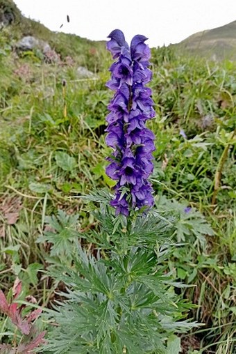 Aconitum tauricum