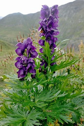 Aconitum tauricum