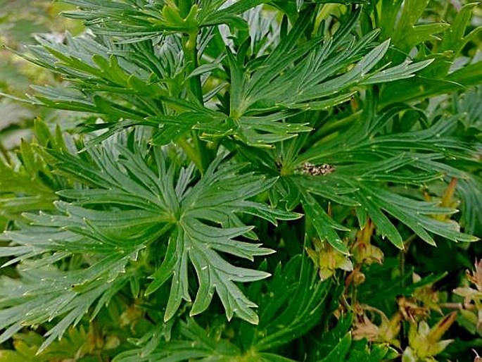 Aconitum tauricum