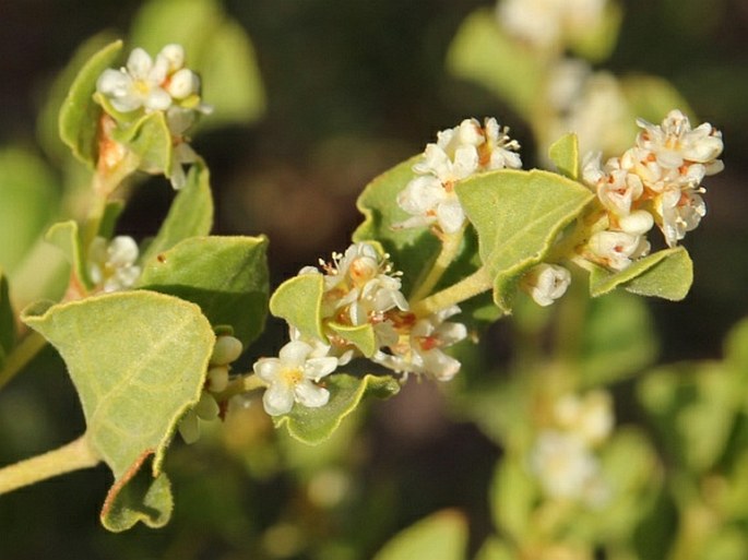 Aconogonon tortuosum