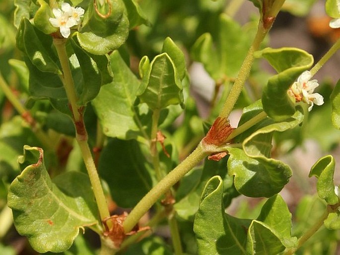 Aconogonon tortuosum