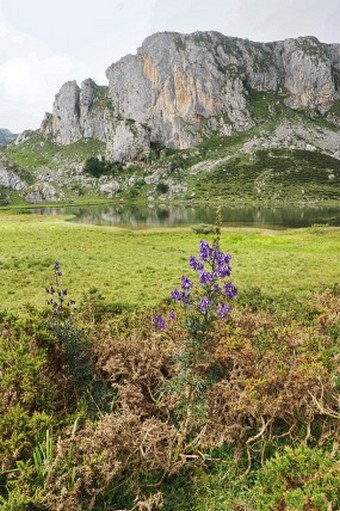 Aconitum napellus subsp. vulgare