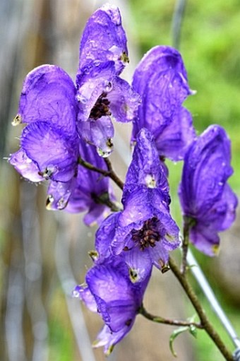 Aconitum napellus subsp. vulgare