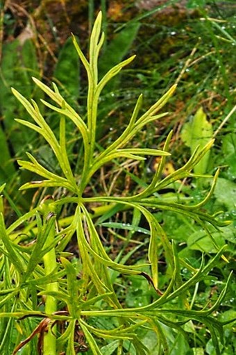 Aconitum napellus subsp. vulgare