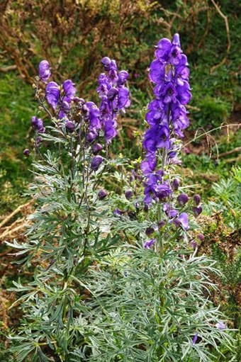 Aconitum napellus subsp. vulgare