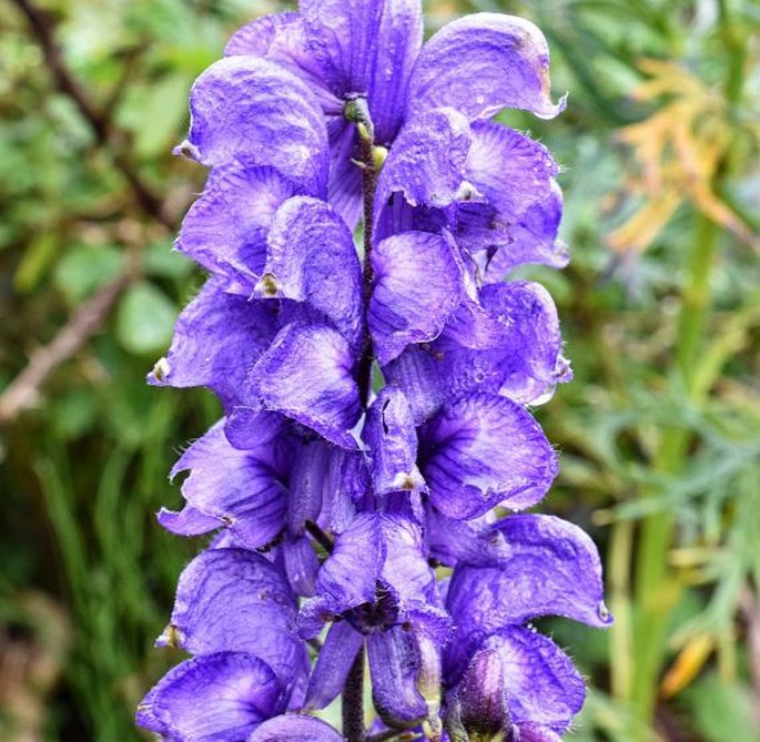 ACONITUM NAPELLUS subsp. VULGARE (DC.) Rouy et Foucaud – oměj / prilbica