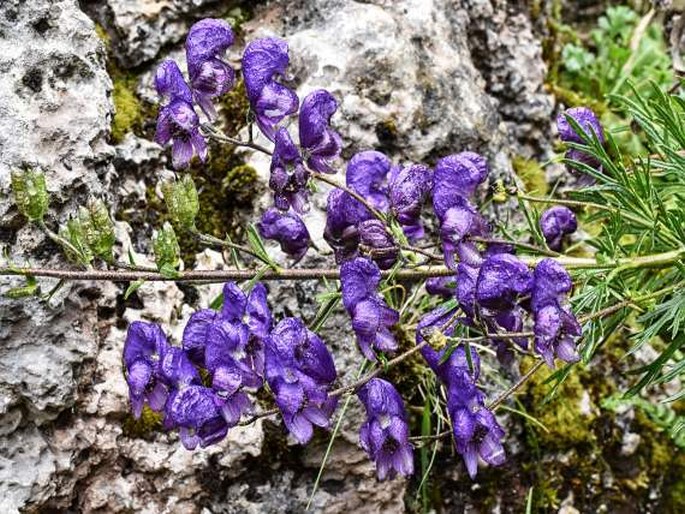 Aconitum napellus subsp. vulgare