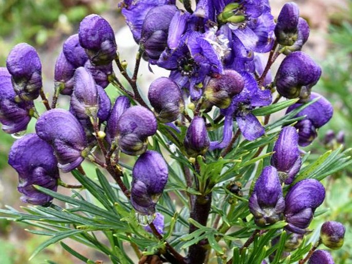 Aconitum napellus subsp. vulgare