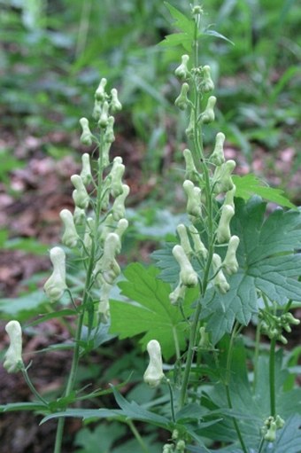 Aconitum lycoctonum subsp. vulparia