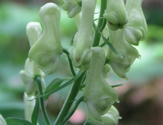 Aconitum lycoctonum subsp. vulparia