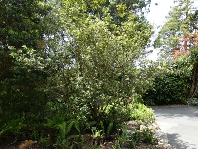 Acradenia frankliniae