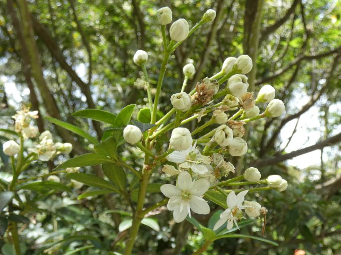 Acradenia frankliniae