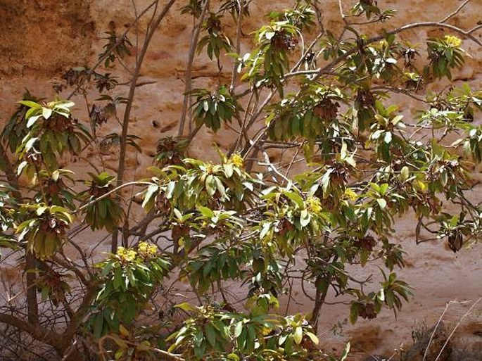 Acridocarpus orientalis