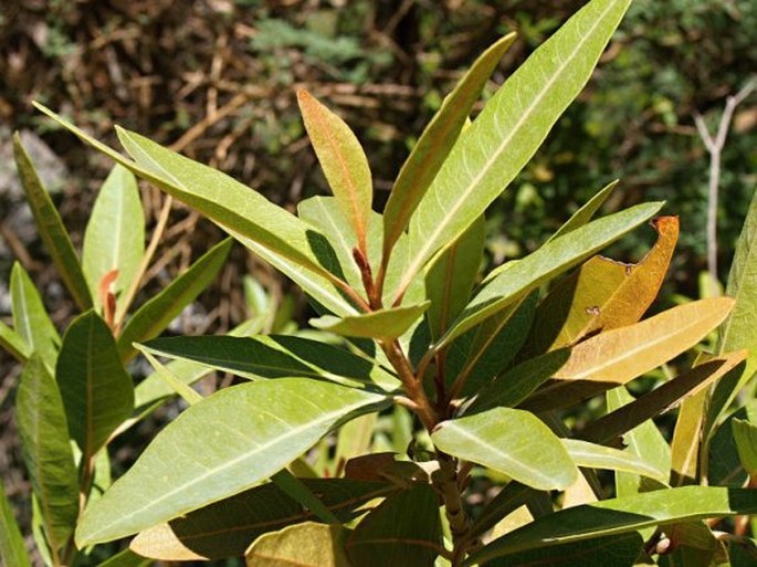 Acridocarpus orientalis