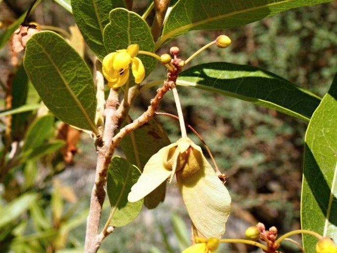 Acridocarpus orientalis