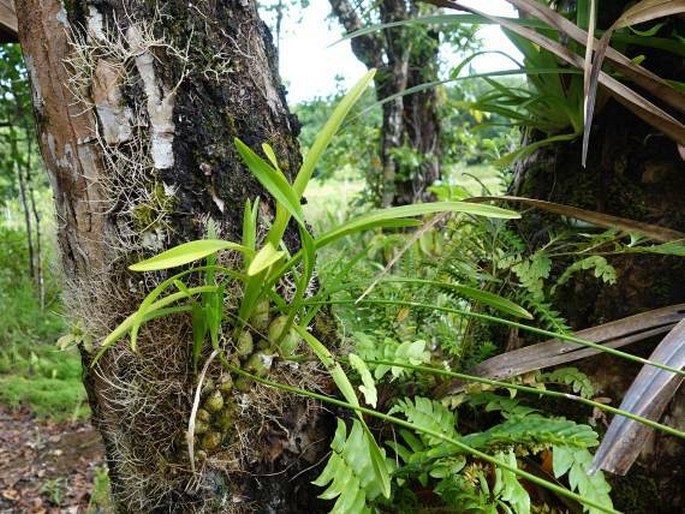 Acriopsis liliifolia