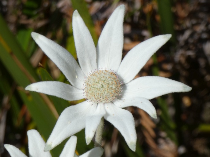 Actinotus helianthi