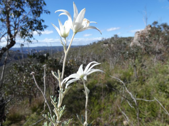 Actinotus helianthi