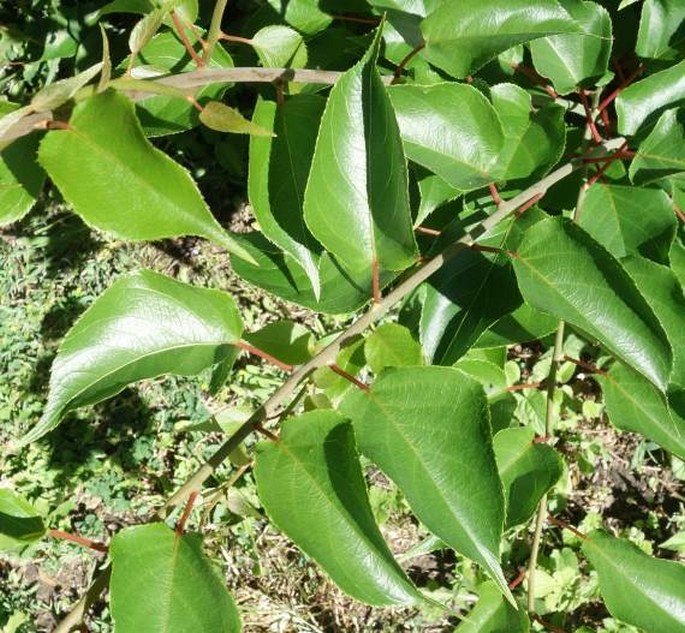 Actinidia arguta