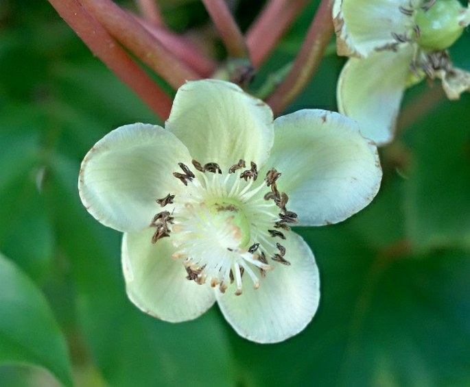 Actinidia arguta