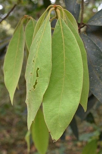 Actinodaphne bourdillonii