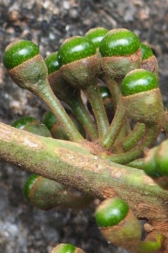 Actinodaphne bourdillonii