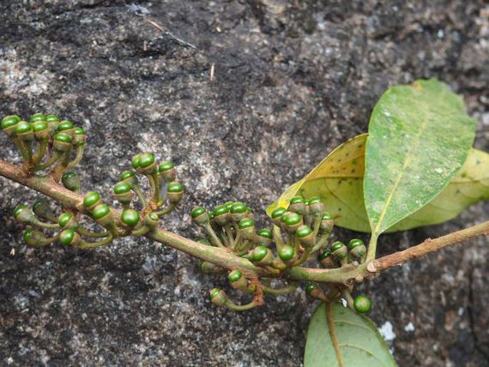 Actinodaphne bourdillonii