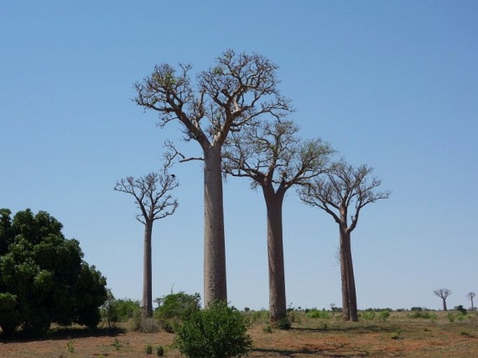 ADANSONIA ZA Baill. – baobab