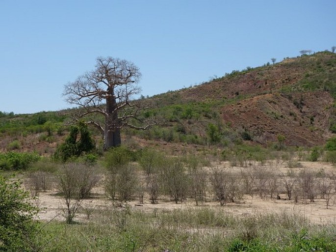 Adansonia za