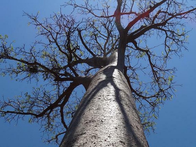 Adansonia za