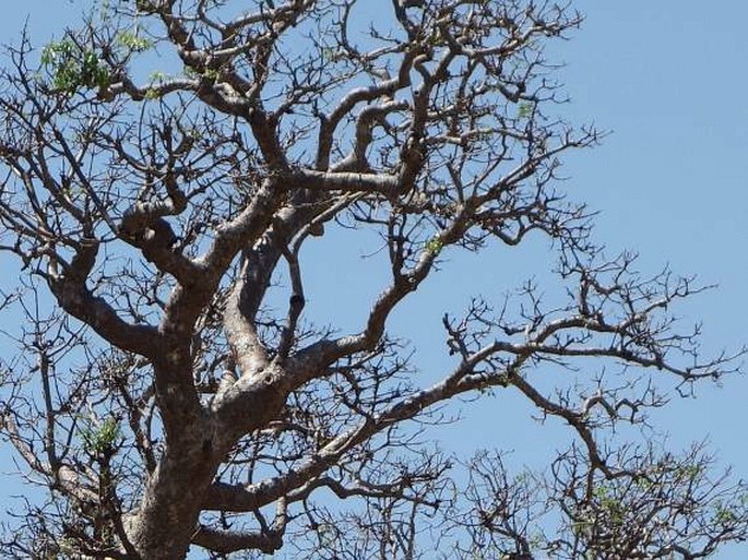 Adansonia za