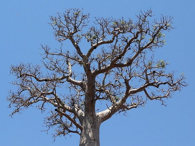 Adansonia za