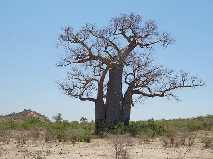 Adansonia za