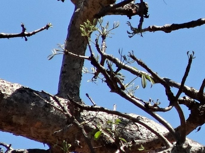 Adansonia za