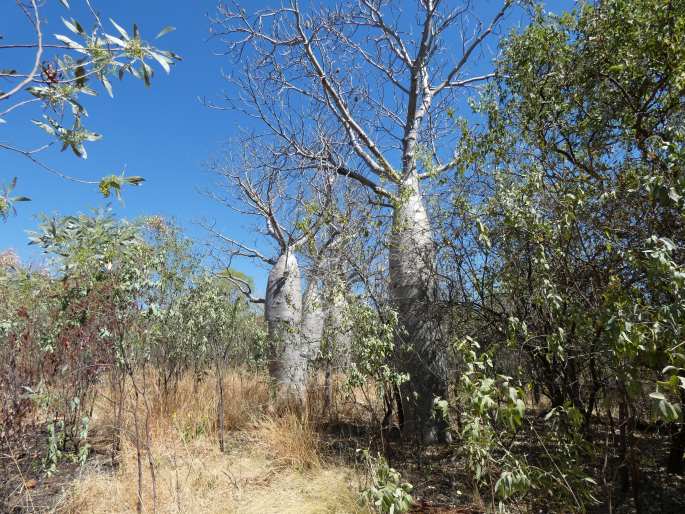 Adansonia gregorii