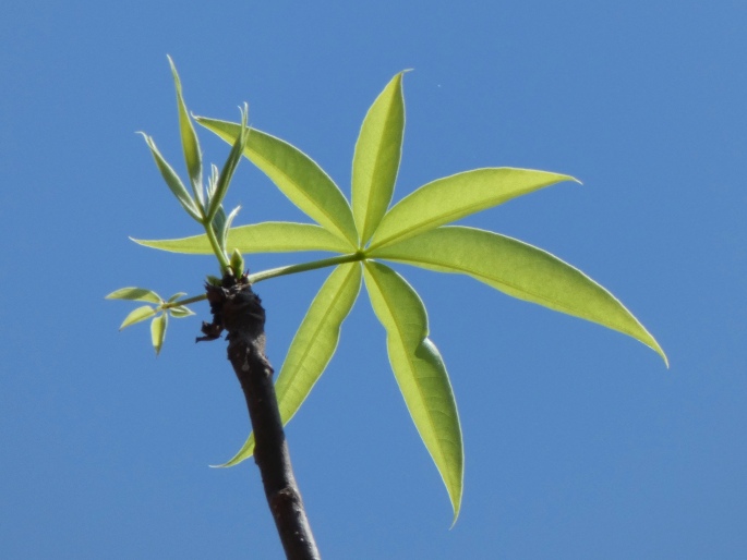 Adansonia gregorii