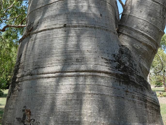 Adansonia gregorii