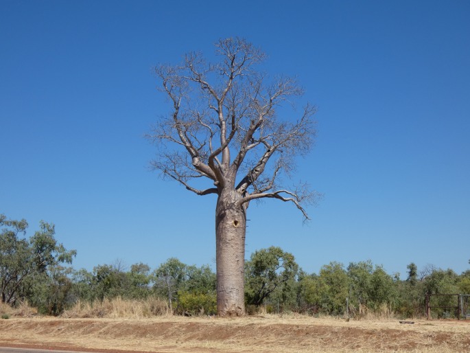 Adansonia gregorii