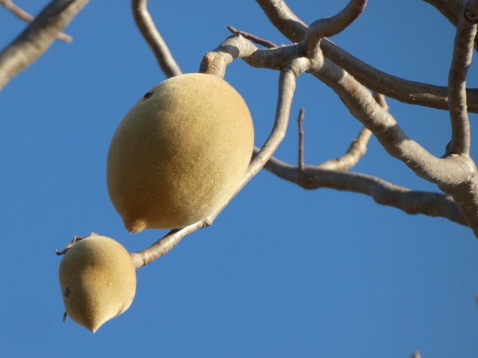 Adansonia gregorii