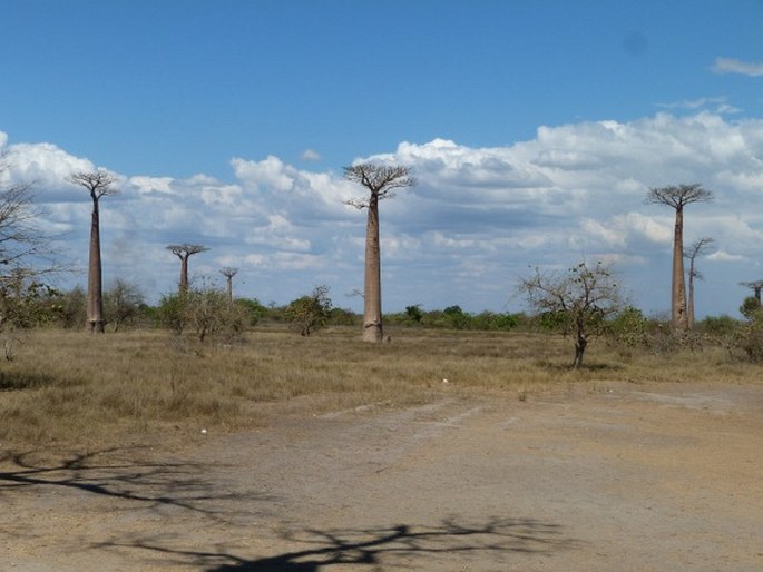 Adansonia grandidieri