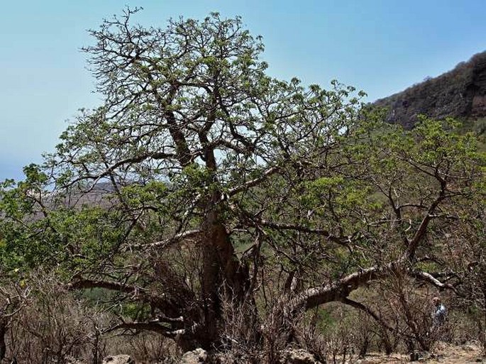 Ománský baobab