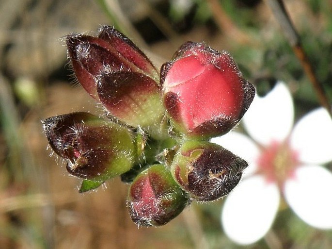 Adenandra villosa