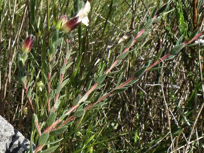 Adenandra villosa