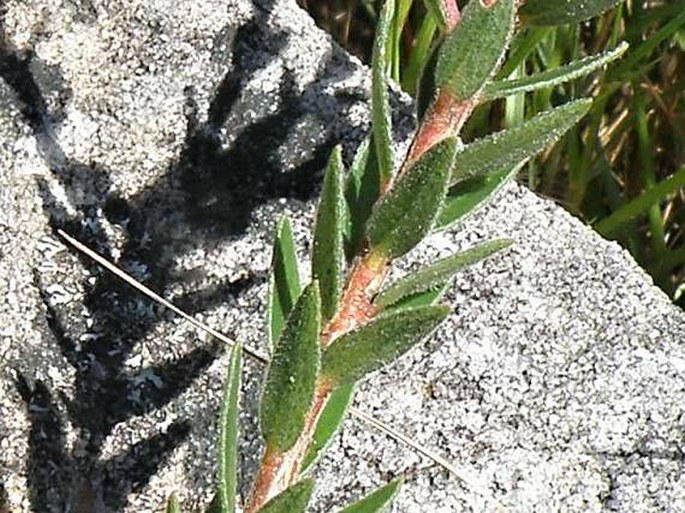 Adenandra villosa