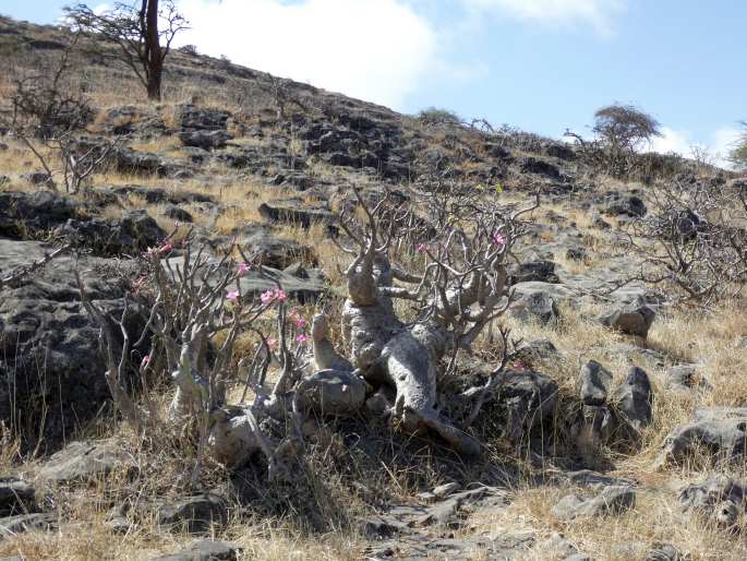 Adenium dhofarense