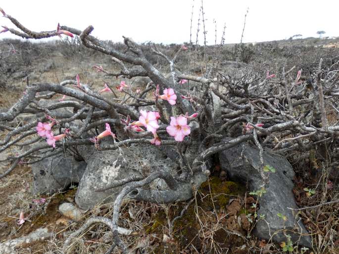 Adenium dhofarense