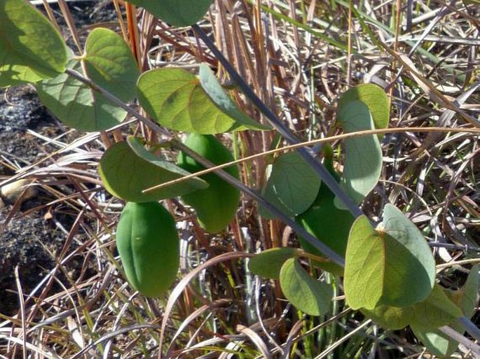 Adenia isaloensis