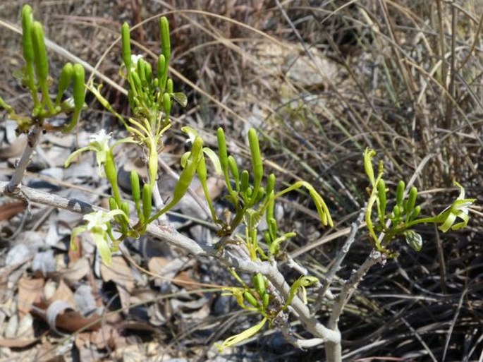 Adenia isaloensis