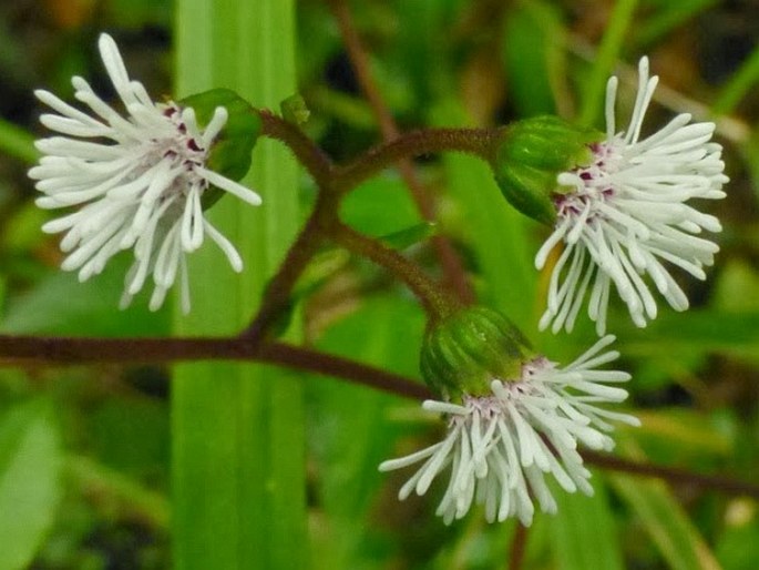 Adenostemma lavenia